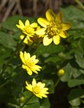 Ficaria grandifora,Ficaria verna,Brazen hussy
